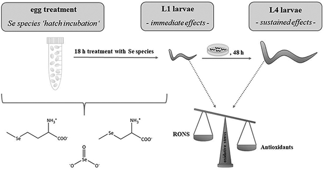 graphic file with name nihms-1023136-f0001.jpg