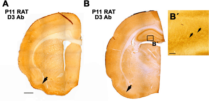 Figure 4—figure supplement 1.