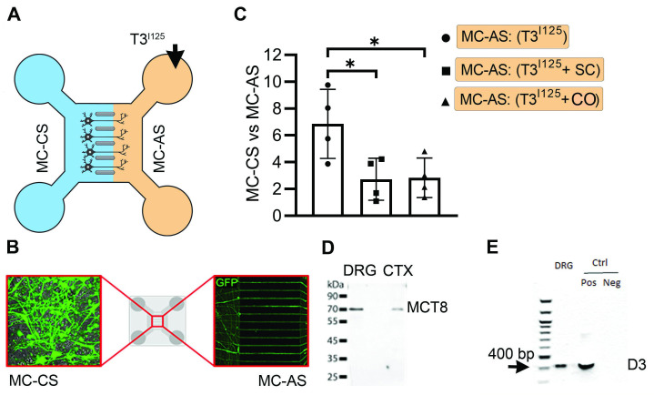 Figure 1—figure supplement 3.