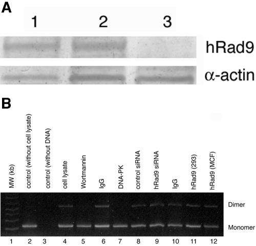 FIG. 8.