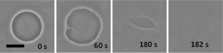 Fig. 12