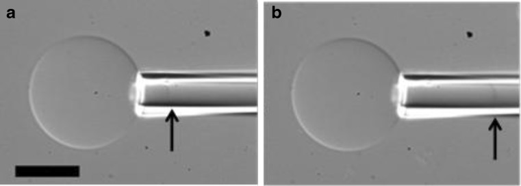 Fig. 8
