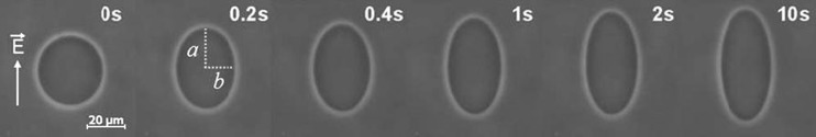 Fig. 7