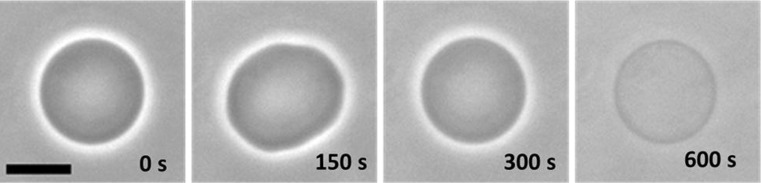 Fig. 11