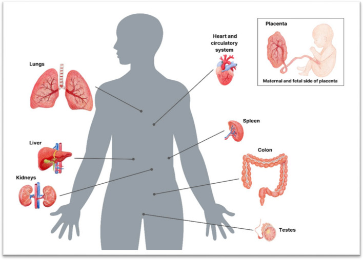 Fig. 4