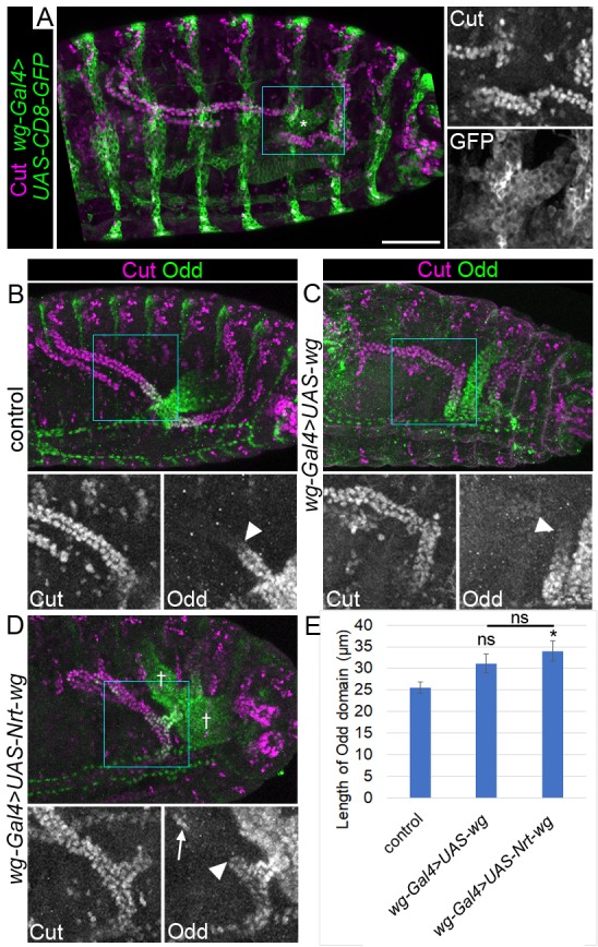 Figure 4—figure supplement 2.