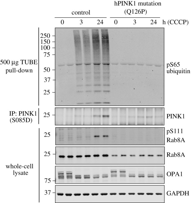 Figure 5. 