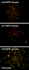 Figure 13.