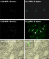 Figure 14.