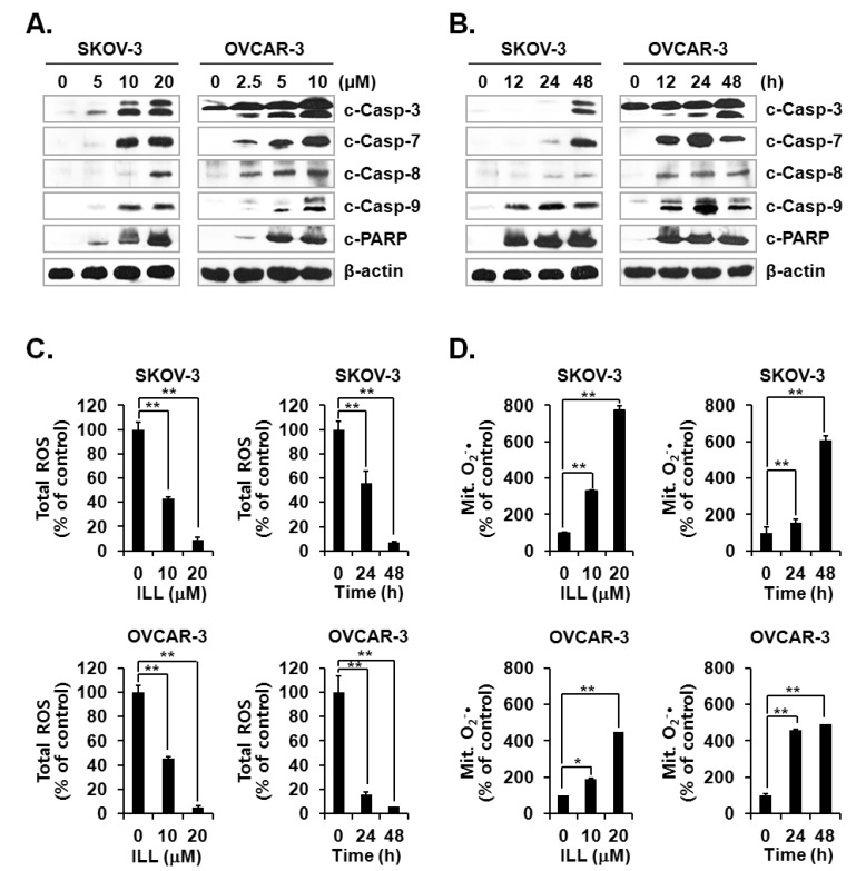 Isolinderalactone Induces Cell Death Via Mitochondrial Superoxide- And 