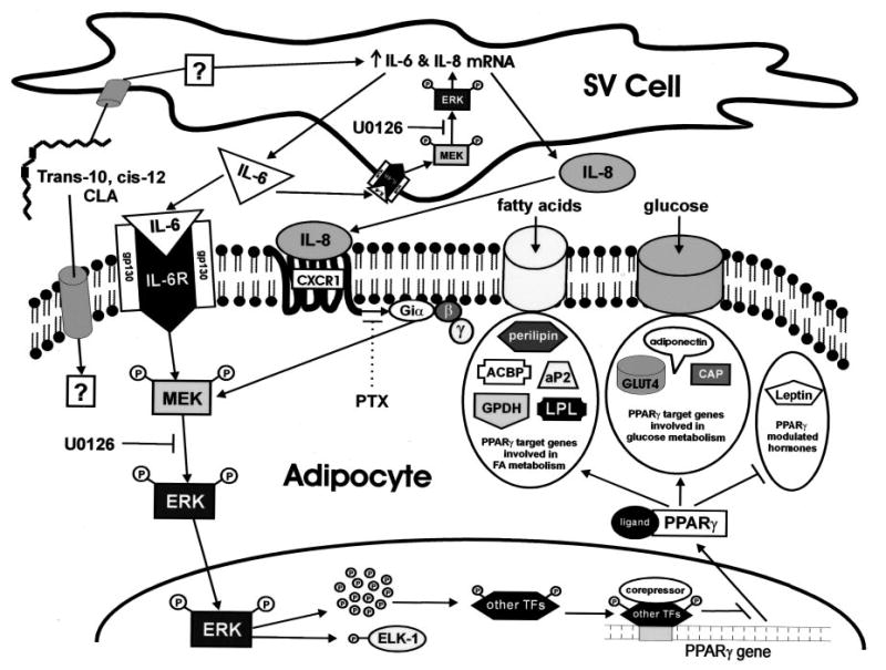 Fig. 12