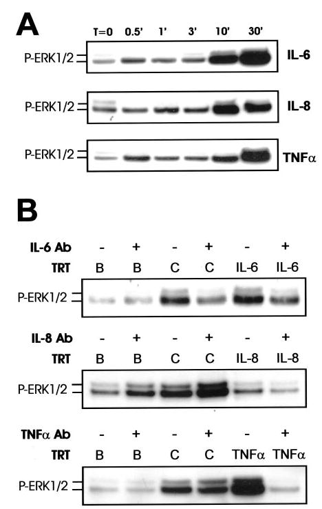 Fig. 11