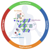 Graphical abstract