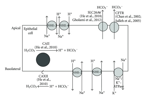 Figure 7