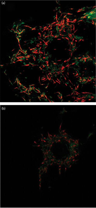 Fig. 9