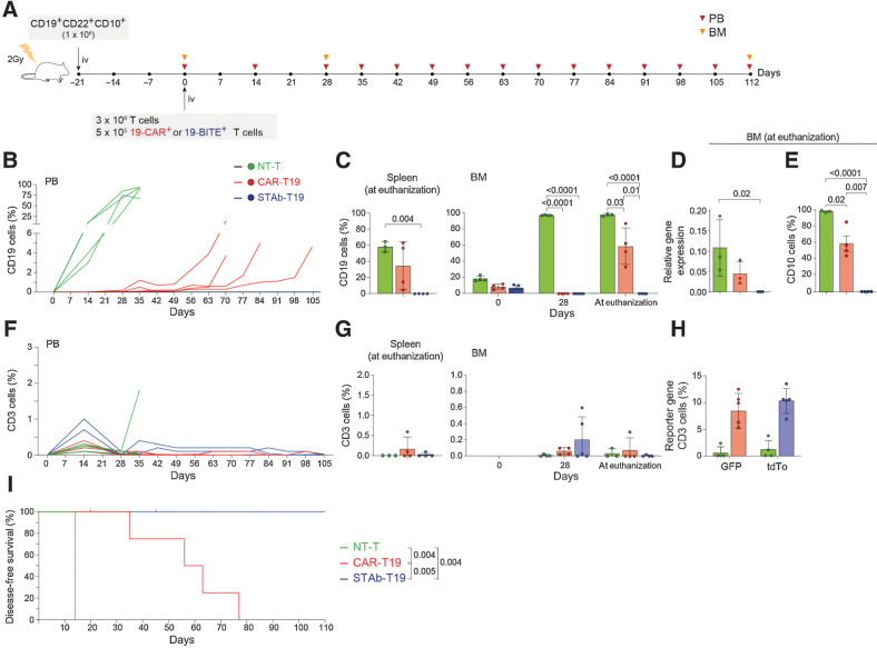 Figure 5. STAb-T19 cells, but not CAR-T19, prevent relapse in a PDX murine model. A, Timeline of NSG mice transplanted with human primary CD19+ CD22+ CD10+ B-ALL blasts followed by NT-T (n = 4), CAR-T19 (n = 5), or STAb-T19 (n = 5) cells. B, Percentage of B-ALL cells (CD19+) in PB over time; each line represents an independent mouse. C, Percentage of human B-ALL cells in spleens and BM of NT-T, CAR-T19, and STAb-T19–treated mice at the indicated time points post-infusion. D, Relative mRNA expression of CD19 in BM at euthanization, and (E) percentage of CD10+ leukemic cells in BM at euthanization. F, Human T-cell (CD3+) persistence over time in PB of each individual mouse. G, Percentage of human T cells (CD3+) in spleen and BM at the indicated time points, and (H) percentage of human CD3+ cells expressing reporter genes (GFP or tdTo). Data are shown as mean ± SD; each dot represents an independent mouse. Significance was calculated by an unpaired Student t test. I, Disease-free survival curve according to the percentage of CD19+ B-ALL cells in PB. Significance was calculated by a log-rank test.