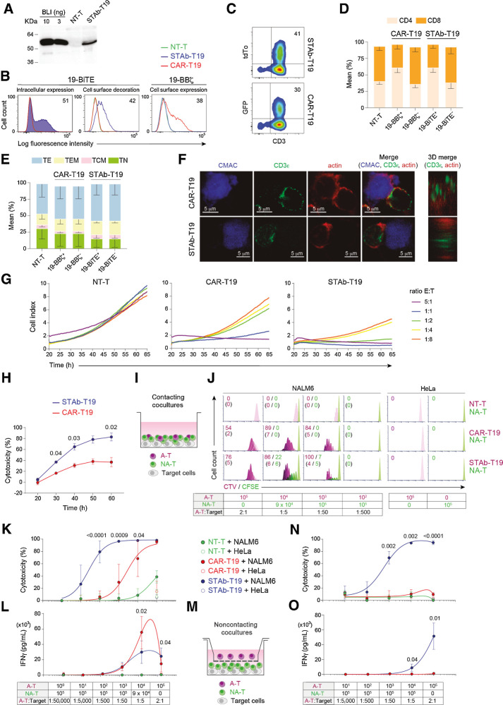 Figure 1. Comparative in vitro study of engineered STAb-T19 and CAR-T19 cells. A, Western blot detection of secreted 19-BiTE in the conditioned media from lentivirus-transduced human primary T cells (STAb-T19). Conditioned media from nontransduced T cells (NT-T) and media containing blinatumomab (BLI) were used as negative and positive controls, respectively. One representative experiment of three is shown. B, Representative analysis of intracellular and cell surface–bound 19-BiTE (decoration), and cell surface–expressed 19-CAR in NT-T and engineered CAR-T19 and STAb-T19 cells by flow cytometry. One representative experiment out of three independent experiments is shown. The numbers represent the percentage of cells staining positive for the indicated marker. C, Percentage of reporter protein expression in STAb-T19 cells (tdTo) and CAR-T19 cells (GFP). One representative transduction out of three performed is shown. D and E, Percentage of CD4+ and CD8+ T cells (D) and naïve (TN), central memory (TCM), effector memory (TEM), and effector (TE) T cells (E) among NT-T, CAR-T19, or STAb-T19 cells 7 days after transduction (means ± SD of three independent experiments are shown). F, Representative images of immunologic synapse (IS) assembly by primary CAR-T19 and STAb-T19 cells stimulated for 15 minutes with CMAC (blue)-labeled CD19+ cells, stained for CD3ε and actin at the mature IS, with IS topology obtained from 3D reconstructions of regions of interest in confocal stacks. G and H, Real-time cell cytotoxicity assay with HEK-293CD19 target cells cocultured with NT-T, CAR-T19, or STAb-T19 cells at the indicated E:T ratios, and cell index values determined every 15 minutes for 65 hours using an impedance-based method (G) and percentage lysis normalized to NT-T cells (E:T ratio = 0.5:1; H), presented from one representative experiment performed in duplicate. I, Schematic representation of the direct contact coculture system used to study the ability of secreted 19-BiTE to induce bystander T-cell proliferation. J, Bystander T-cell proliferation after 5 days of coculture, with percentage of dividing cells and the number of cell divisions in parentheses. The total E:T ratio was constant (2:1), but the ratios A-T:target and A-T:NA-T varied as indicated. One representative experiment from three independent experiments is shown. K, Cytotoxicity induced by varying numbers of A-T and NA-T cells from the same donor cocultured with NALM6Luc or HeLaLuc target cells for 48 hours, maintaining a constant 2:1 E:T ratio, measured by adding D-luciferin to detect bioluminescence. Data are shown as mean ± SD from four replicates. Significance was calculated by an unpaired Student t test. L, IFNγ secretion was determined by ELISA. Data are mean ± SD of three independent experiments. Significance was calculated by an unpaired Student t test. M, Cocultures were performed in a noncontacting transwell system; NALM6Luc or HeLaLuc target cells and NA-T cells were plated in the bottom well and A-T cells (NT-T, CAR-T19, or STAb-T19) in the insert well. N and O, After 48 hours, the percentage of cytotoxicity (N) was determined by luciferase assay, and IFNγ secretion (O) was determined by ELISA. Data are shown as mean ± SD from three and four replicates, respectively. Significance was calculated by an unpaired Student t test.