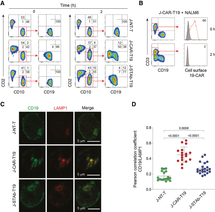 Figure 3. CAR-T19 cells induced CD19 downmodulation and degradation. NALM6 cells were cocultured for 2 hours at a 1:1 E:T ratio with nontransduced Jurkat cells (J-NT), J-CAR-T19, or J-STAb-T19 cells. A, Representative dot plots showing CD2, CD19, and CD10 expression. B, Analysis of 19-CAR expression. C, Representative images of CD19 and LAMP1 cellular localization in NALM6 cells cocultured with J-NT-T, J-CAR-T19, or J-STAb-T19 cells. D, Pearson coefficients' for CD19 and LAMP1 colocalization assessment in NALM6 cells in the indicated cocultures. Dots represent the analyzed cells in one experiment representative of two performed. Mean ± SD values are shown. The P values were calculated with one-way ANOVA with Tukey multiple comparison tests.