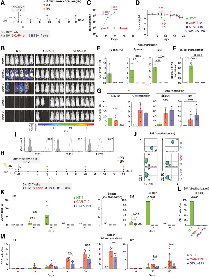 Figure 4. In vivo antitumor efficacy of STAb-T19 cells. A, Timeline of cell line–derived xenograft murine model of NSG mice (n = 6/group) receiving i.v. NALM6Luc cells followed by NT-T, CAR-T19, or STAb-T19 cells. B, Bioluminescence images showing disease progression. C, Total radiance quantification at the indicated time points. D, Change in body weight over time. E, Detection by FACS of B-ALL cells (CD19+) cells in PB at day 19, and in spleen and BM at euthanization. F, Relative mRNA expression of CD19 in BM at euthanization. G, T-cell (CD3+) persistence in PB at days 19 and 39, and in spleen and BM at euthanization. Data are shown as mean ± SD. H, Timeline of PDX murine model of NSG mice receiving i.v. CD19+ CD22+ CD10+ B-ALL blasts followed NT-T (n = 4), CAR-T19 (n = 8), or STAb-T19 (n = 8) cells. I, CD10, CD19, and CD22 expression in primary human B-ALL cells with the percentage of positive cells. J, Representative dot plots showing human T cells and B-ALL cells in BM of mice at day 56 after infusion. K, Percentage of CD19+ leukemic cells in PB, spleen, and BM at indicated time points. L, Percentage of CD10+ leukemic cells in BM at euthanization. M, Human T-cell persistence over time in PB, spleen, and BM at the indicated time points. Data are shown as mean ± SD; each dot represents an independent mouse. Significance was calculated by an unpaired Student t test. NA, not applicable; ND, not determined.