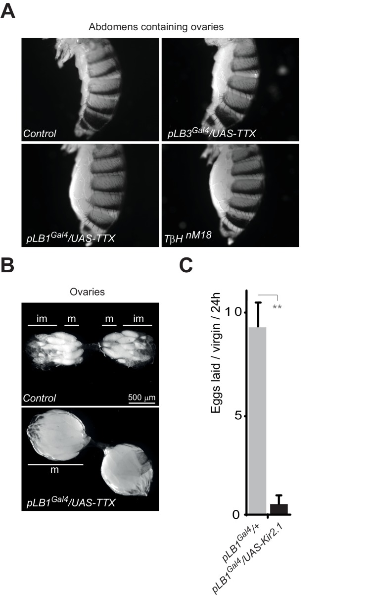 Figure 6—figure supplement 1.