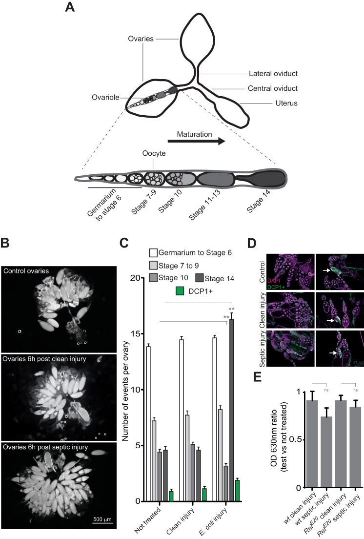 Figure 1—figure supplement 3.