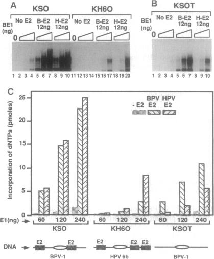 graphic file with name pnas01140-0404-a.jpg