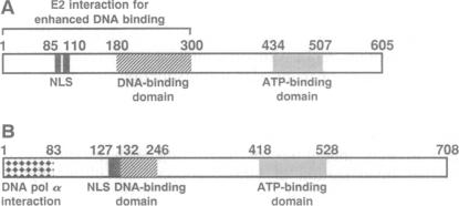 graphic file with name pnas01140-0405-a.jpg