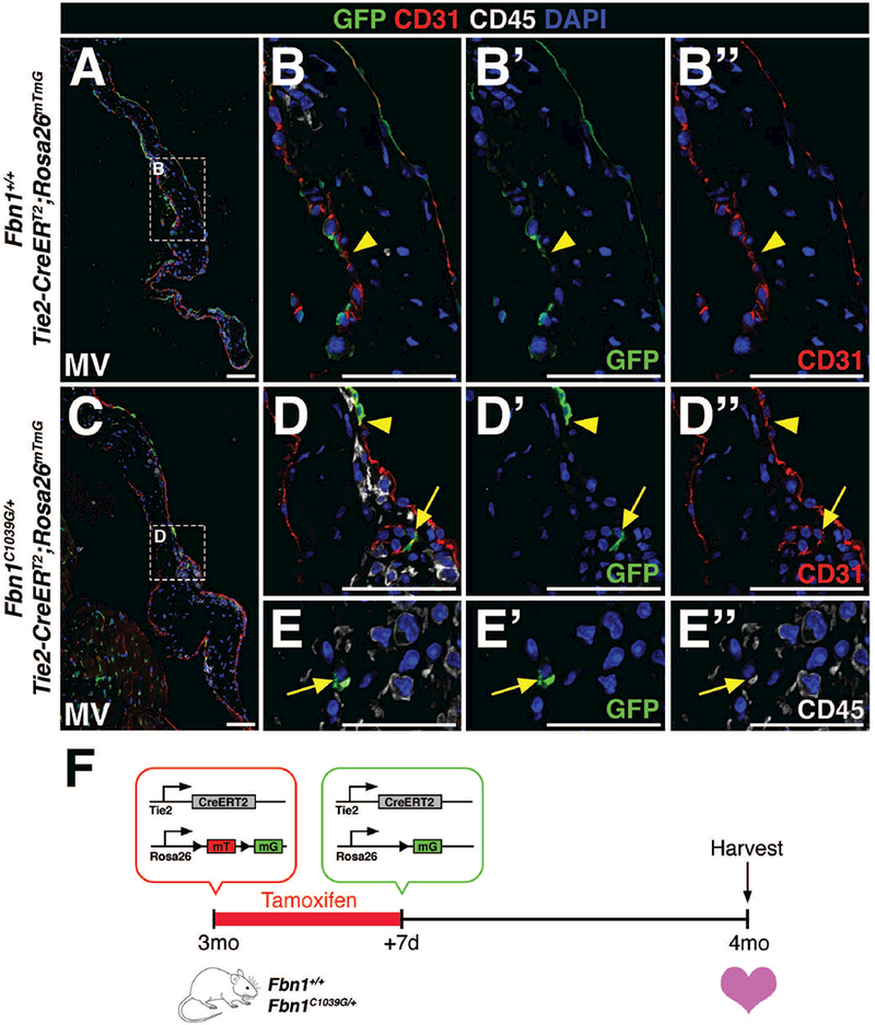 FIGURE 3: