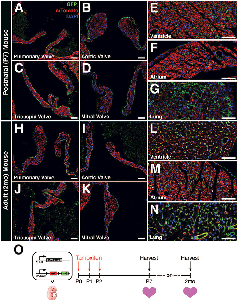 FIGURE 4: