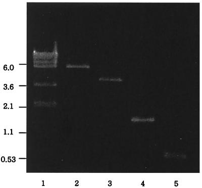 FIG. 5.