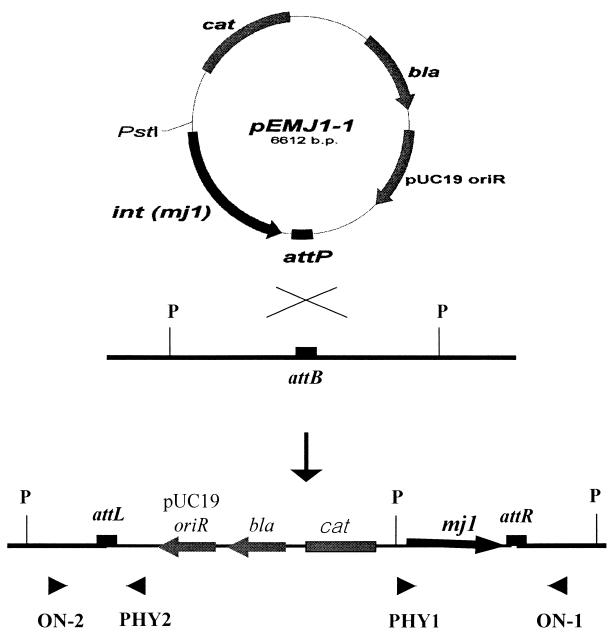 FIG. 2.