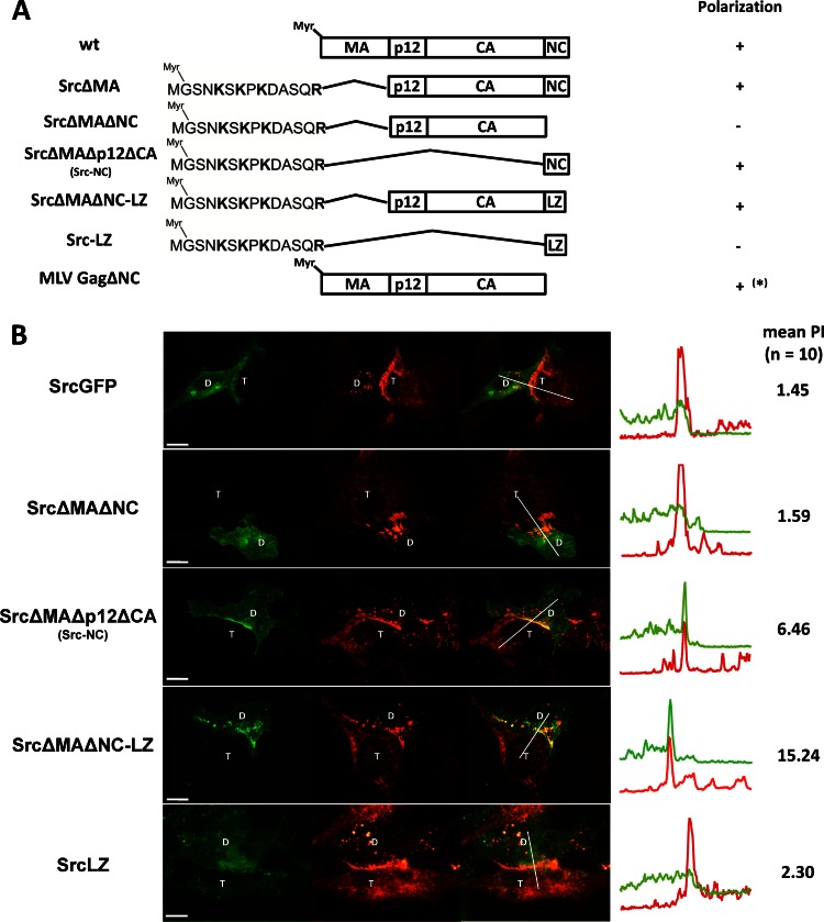 Fig 10