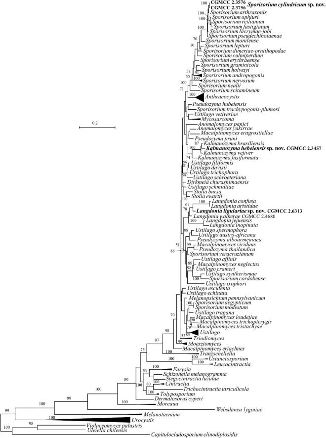 FIGURE 2