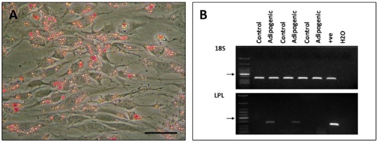 Figure 9.