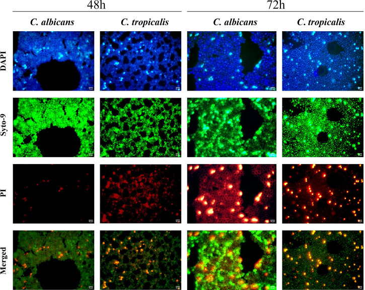 Figure 2