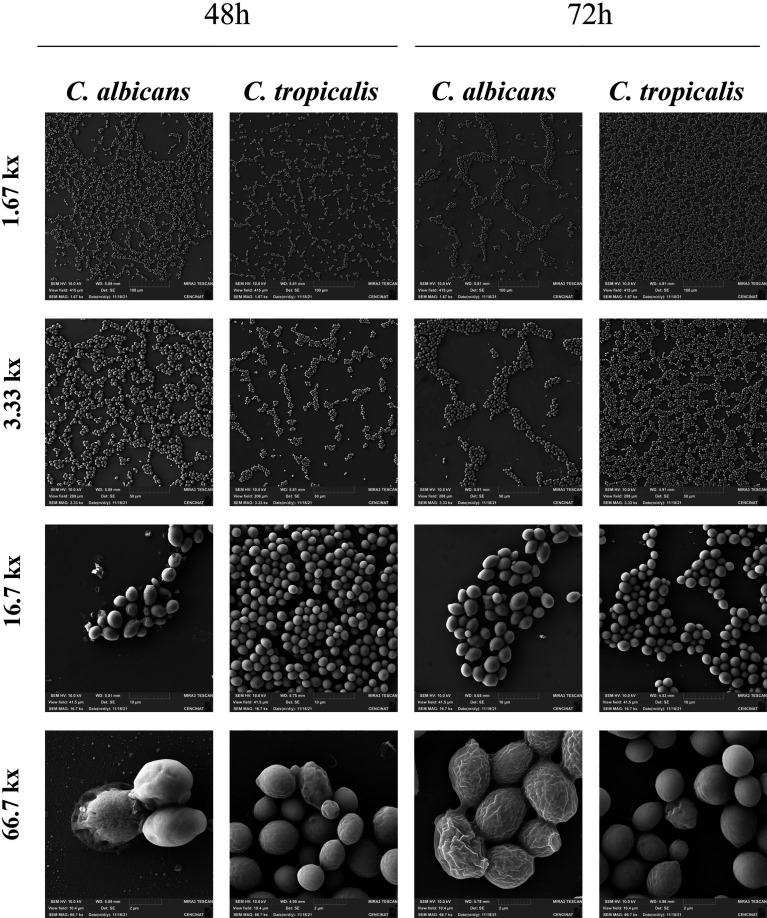 Figure 3