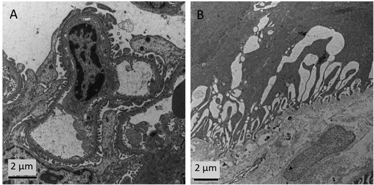 Fig. 8