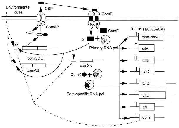 FIG. 7