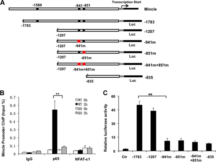 FIGURE 4.