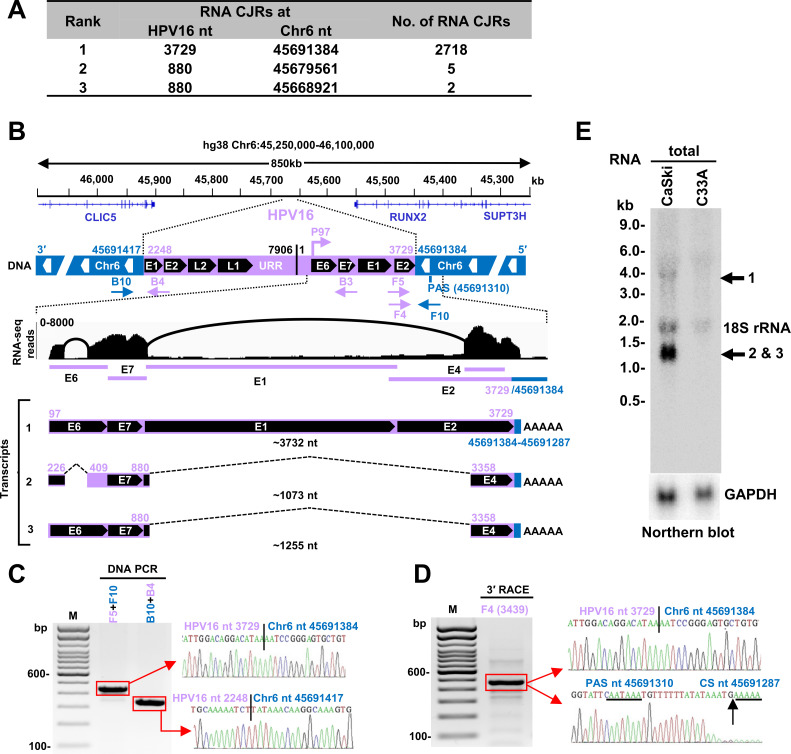 A table features the locations on chromosome 6 with integrated HPV16 DNA location on chromosome 6, including E1 and E2 regions. DNA PCR, 3 prime race, and immunoblot feature the presence, and location of cleaving of viral-host RNA molecules.