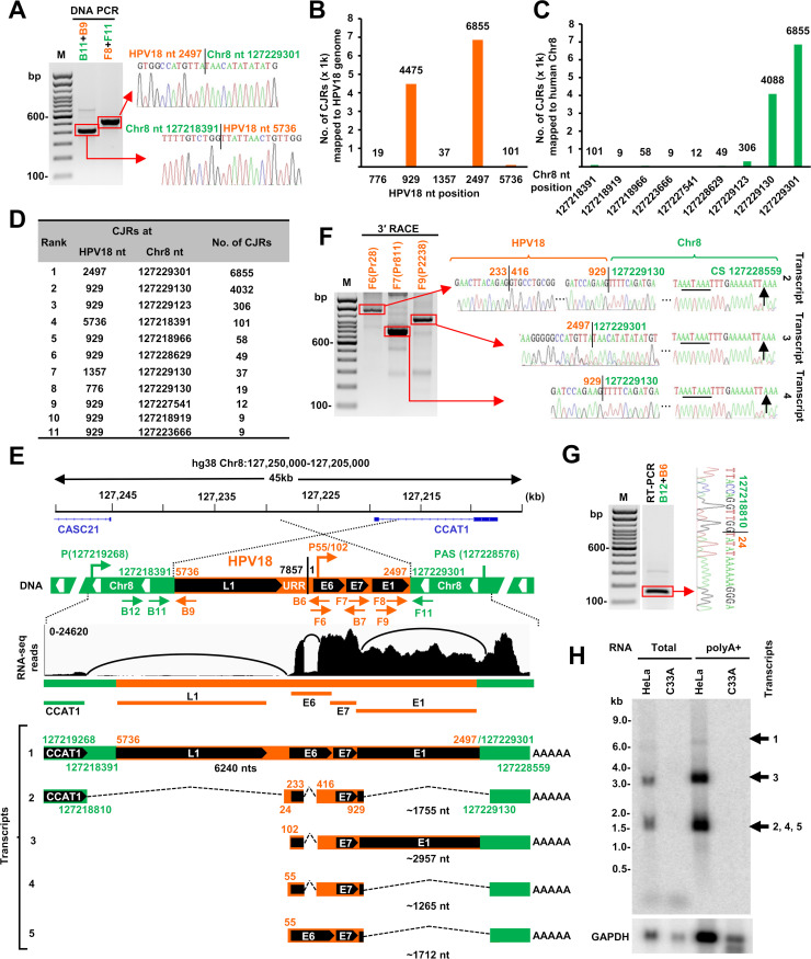 Illustrations feature HPV 18 on chromosome 8, a higher count for CJRs, and types of CJRs. 3′ RACE and immunoblots feature the integrated HPV18 and viral-host RNA locations.