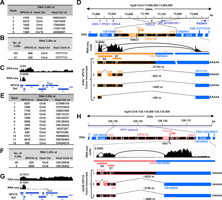 Tables list the locations where HPV DNA and RNA have integrated into the host genome with sequencing data maps. Illustrations locate HPV16 integration site on chromosome 4 with four isoforms and HPV18 on chromosome 8 with three isoforms.