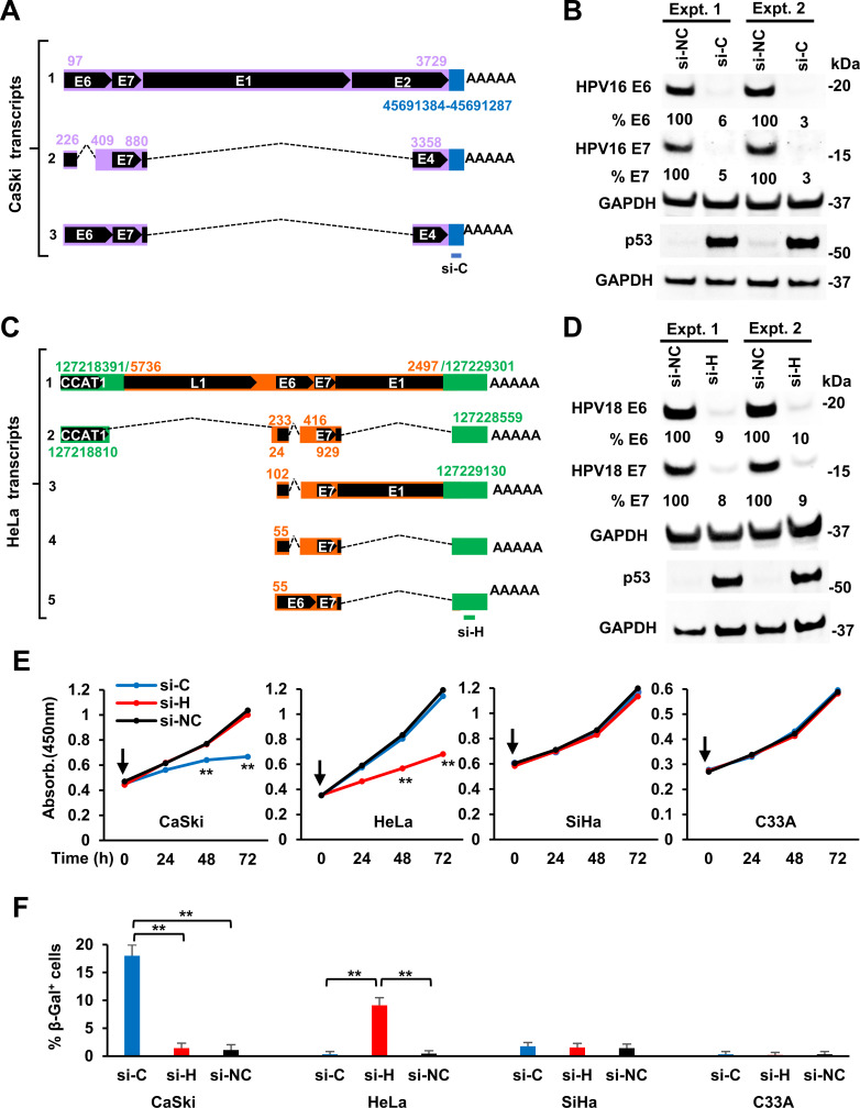 Illustrations feature CaSki and HeLa transcripts. Immunoblots present siRNAs targeting the host portion of viral-host RNA molecules. Graphs feature an increasing trend of absorb and higher values of CaSki and HeLa