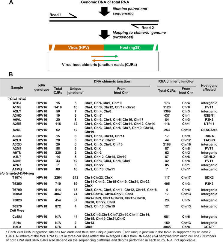 An illustration features virus-host chimeric junction reads that span the junction point where the viral and host DNA are connected. A table lists the locations of HPV integration sites within the host genome and the viral RNA expression pattern.