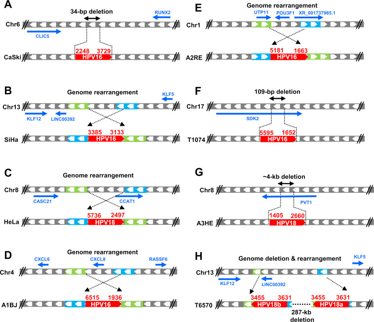 Eight simplified diagrams have HPV16 and HPV18 integration sites with deletions or rearrangements in the host genome.