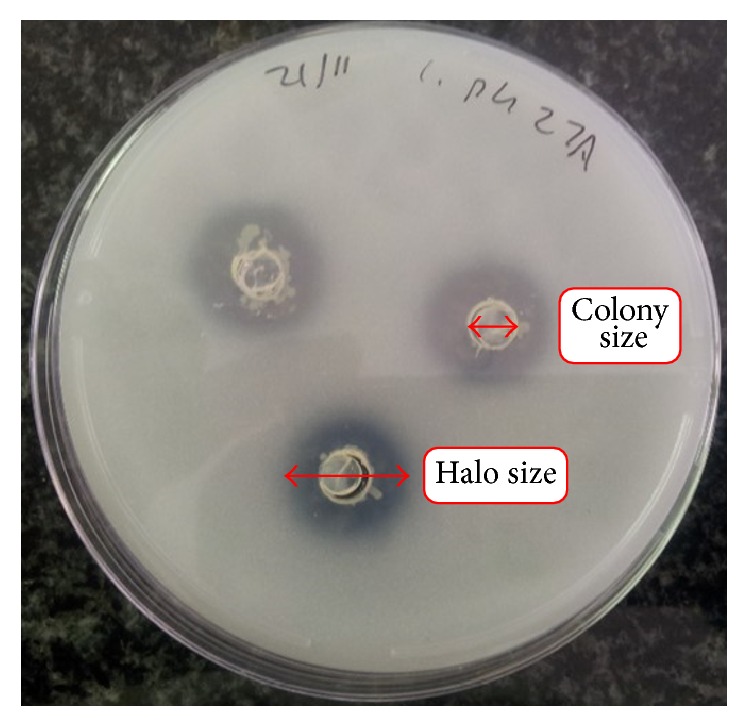 Figure 2
