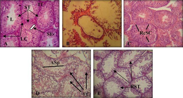 Fig. 8