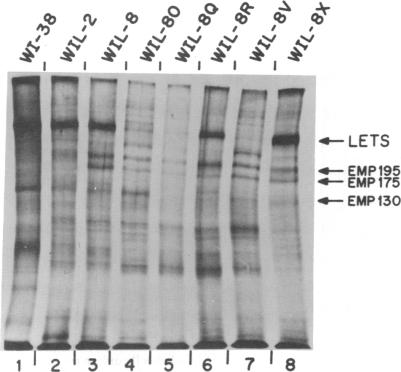 graphic file with name pnas00021-0404-a.jpg