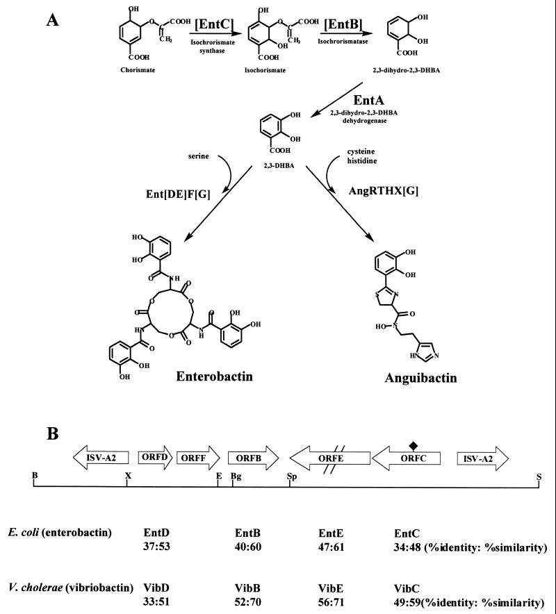 FIG. 1