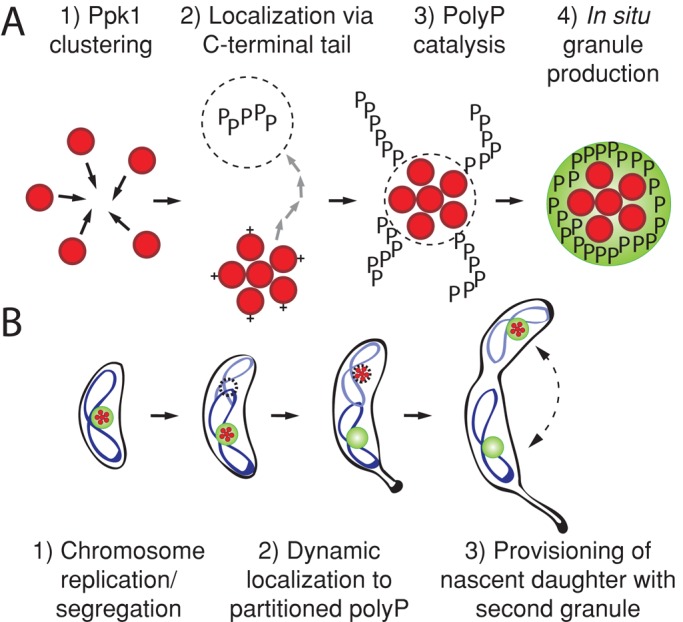 FIGURE 6: